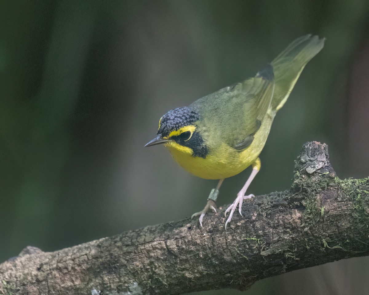 Kentucky Warbler - ML641001309