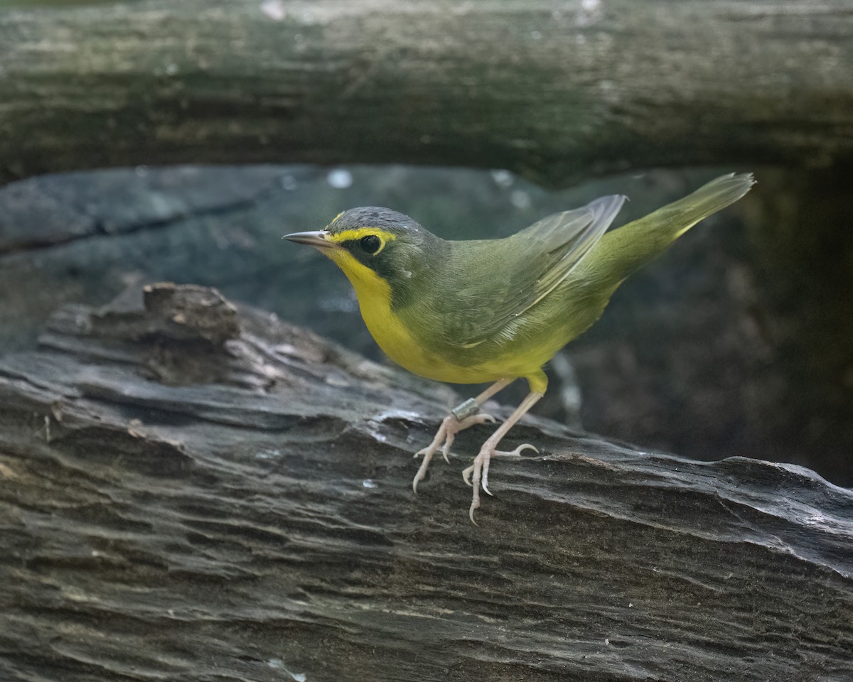 Kentucky Warbler - ML641001310