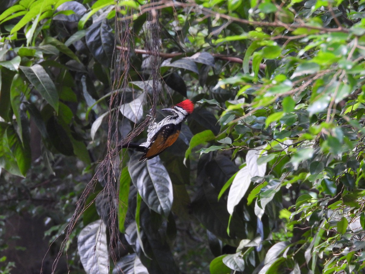 Black-rumped Flameback - ML641001407
