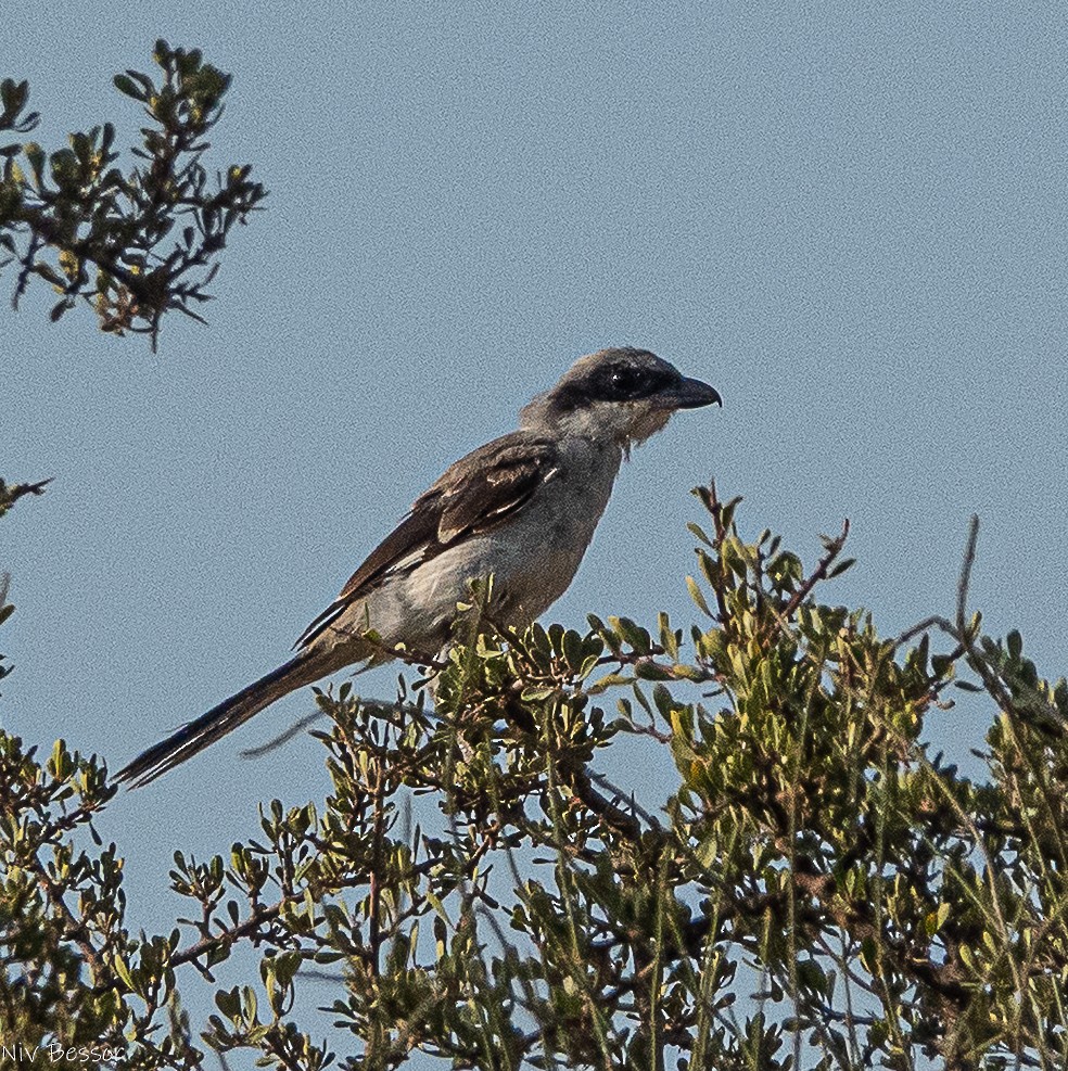 Great Gray Shrike (Arabian) - ML641001432