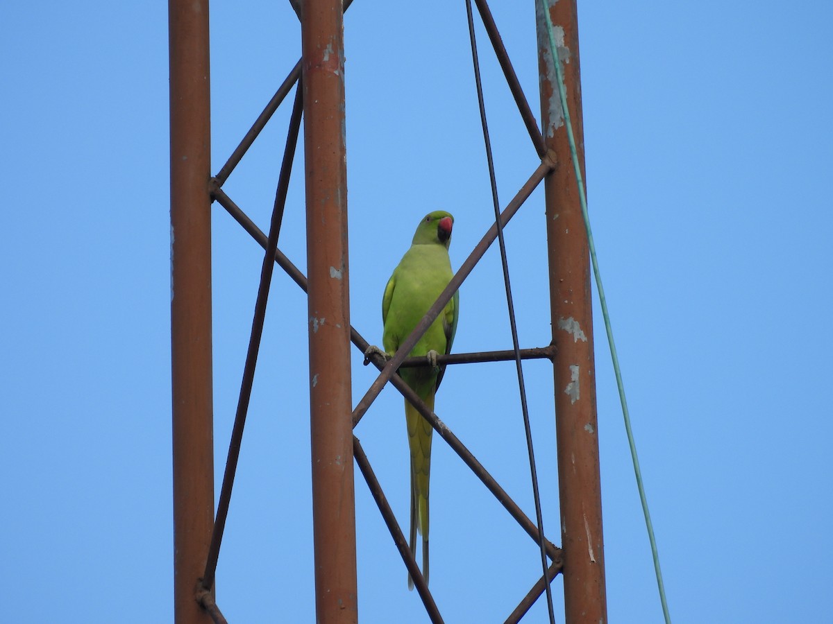 Rose-ringed Parakeet - ML641001467