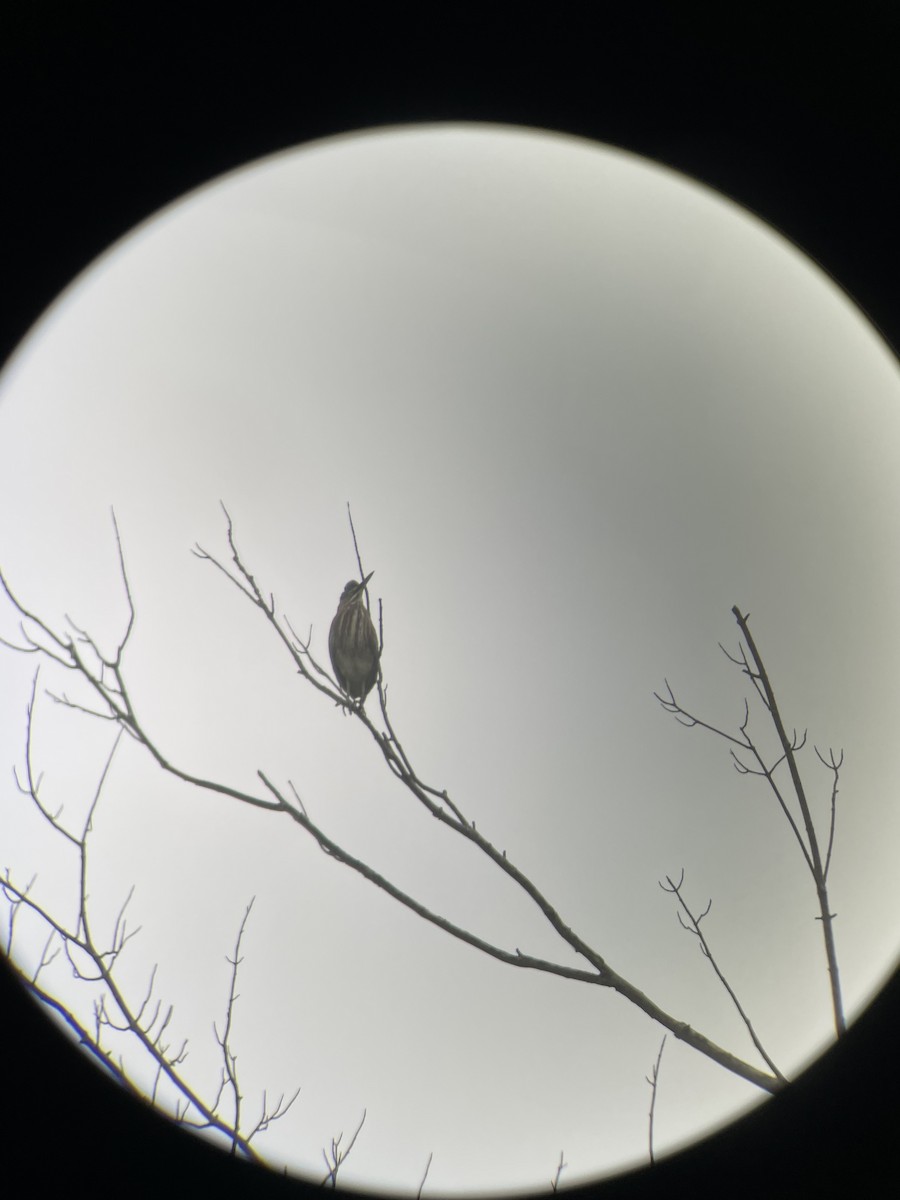 Green Heron - ML641001483
