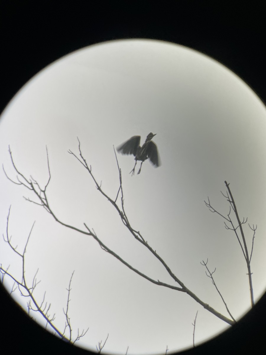 Green Heron - ML641001484
