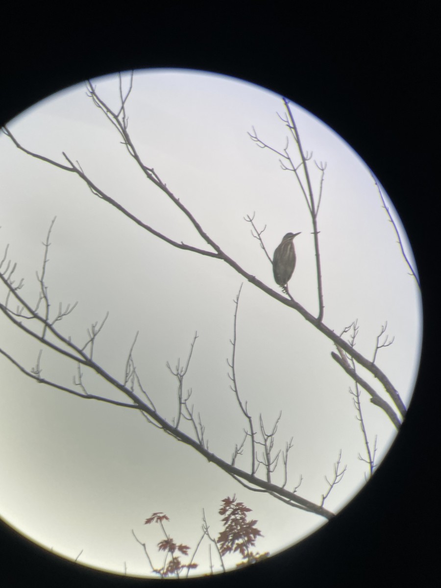 Green Heron - ML641001486