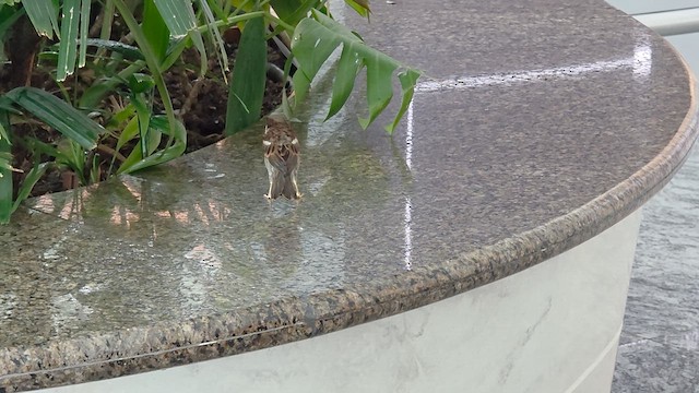 House Sparrow - ML641001487