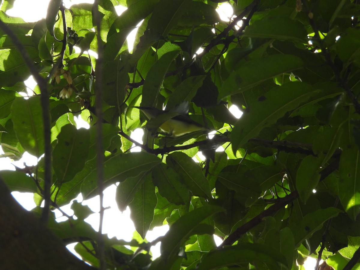 Purple Sunbird - ML641001488