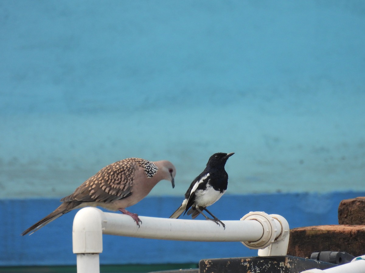 Oriental Magpie-Robin - ML641001496