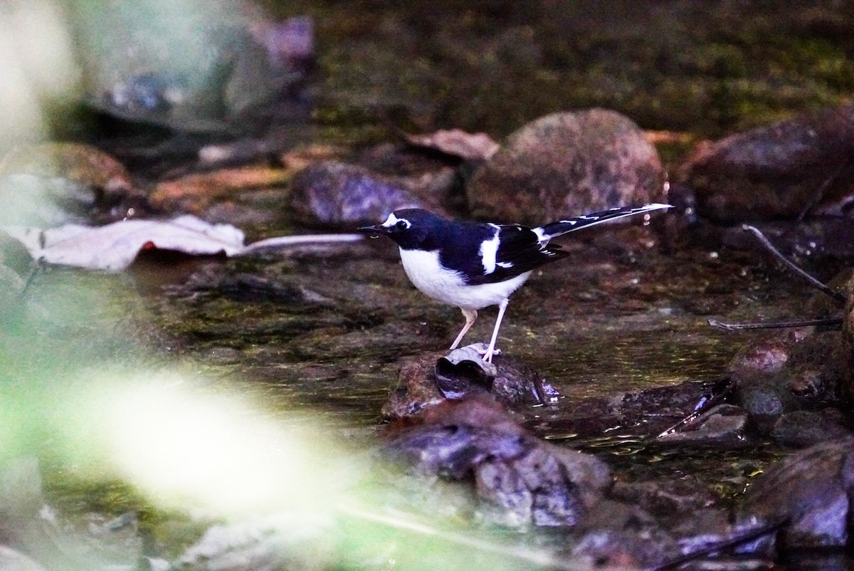Black-backed Forktail - ML641001542