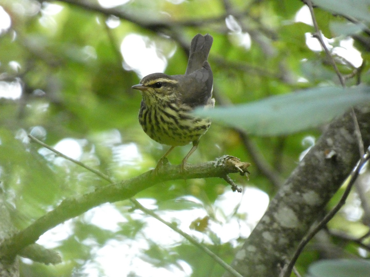 Northern Waterthrush - ML641001583