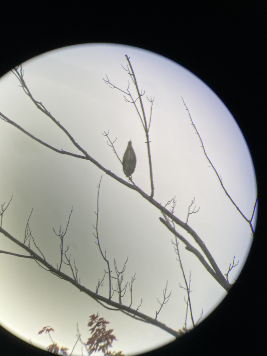 Green Heron - ML641001587