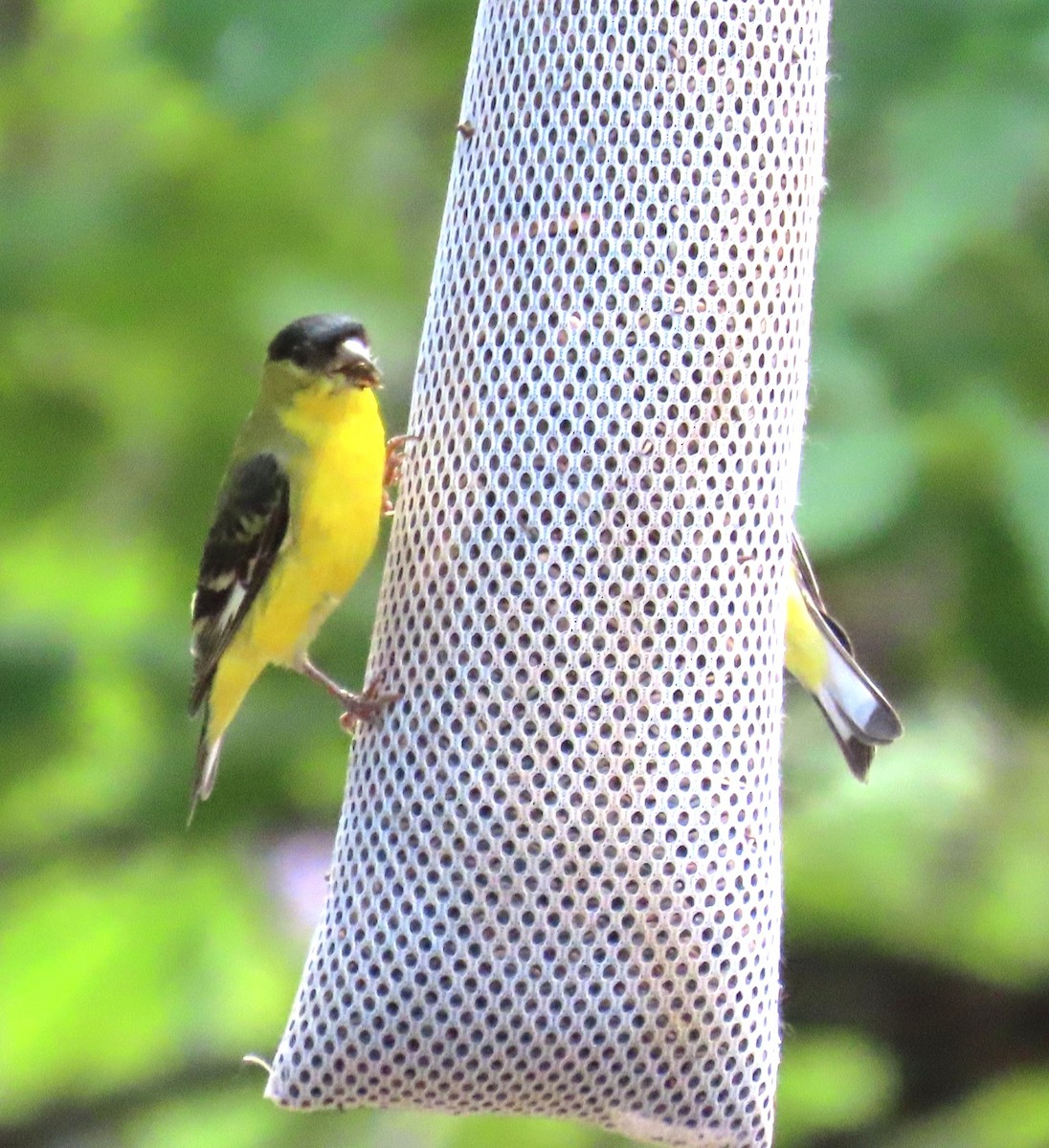 Lesser Goldfinch - ML641001603