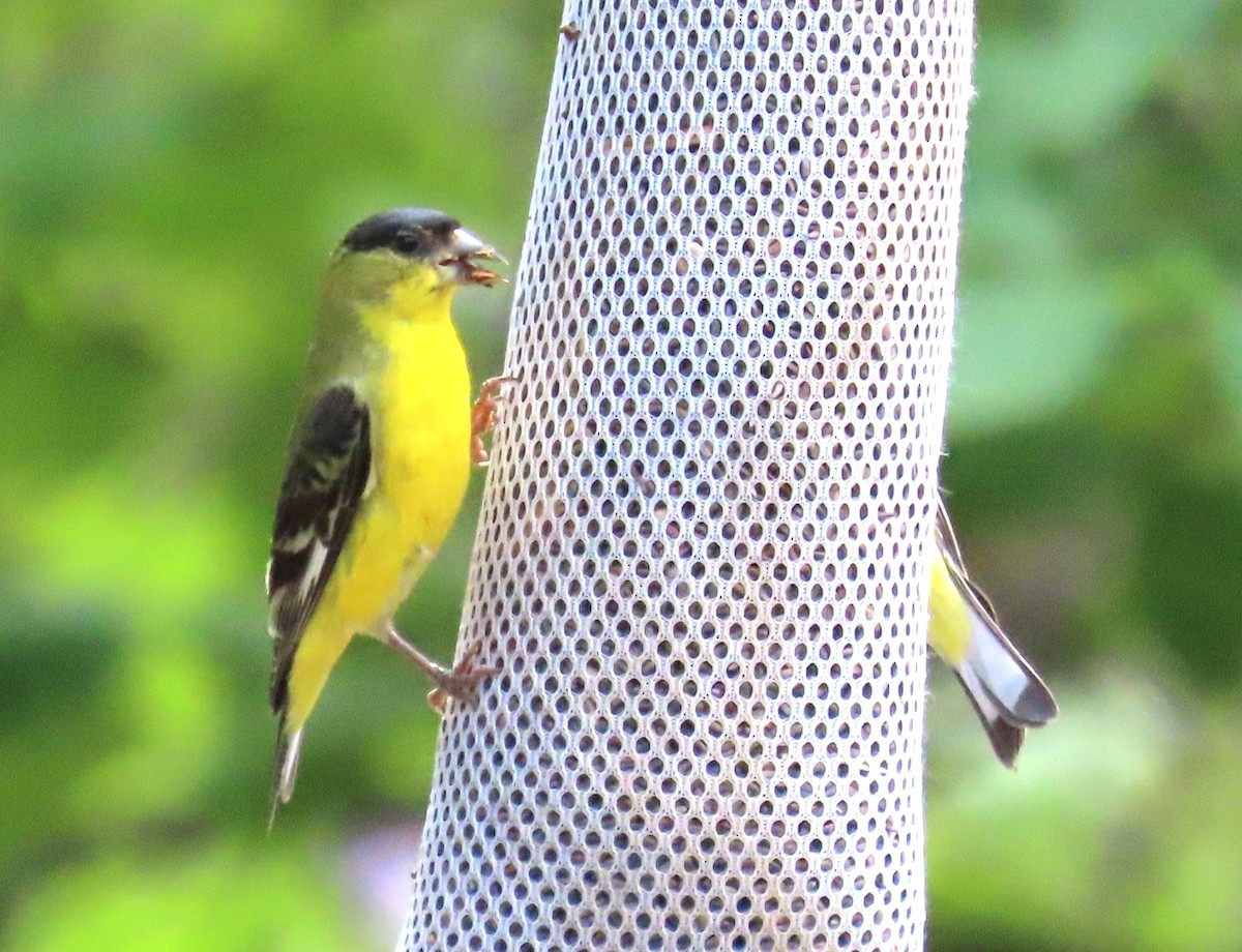 Lesser Goldfinch - ML641001604