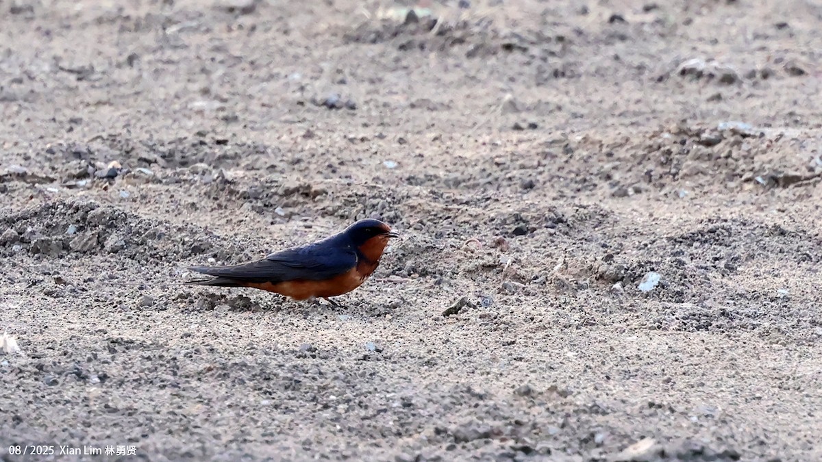Barn Swallow (Buff-bellied) - ML641001684