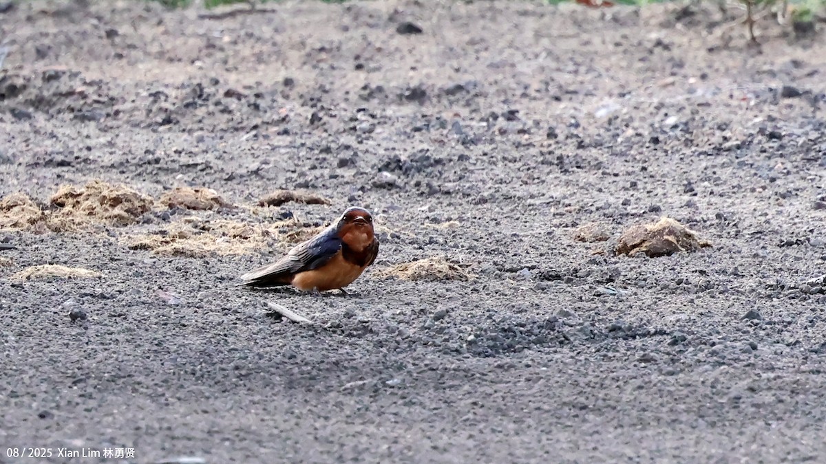 Barn Swallow (Buff-bellied) - ML641001685