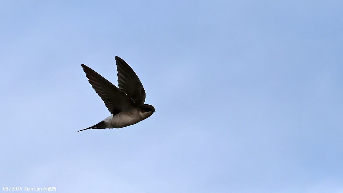 Asian House-Martin - ML641001694