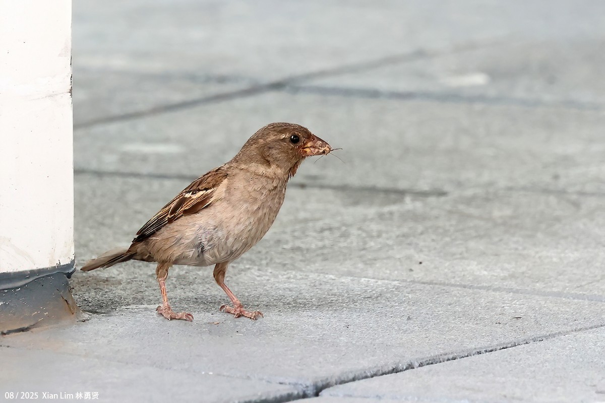 House Sparrow - ML641001699
