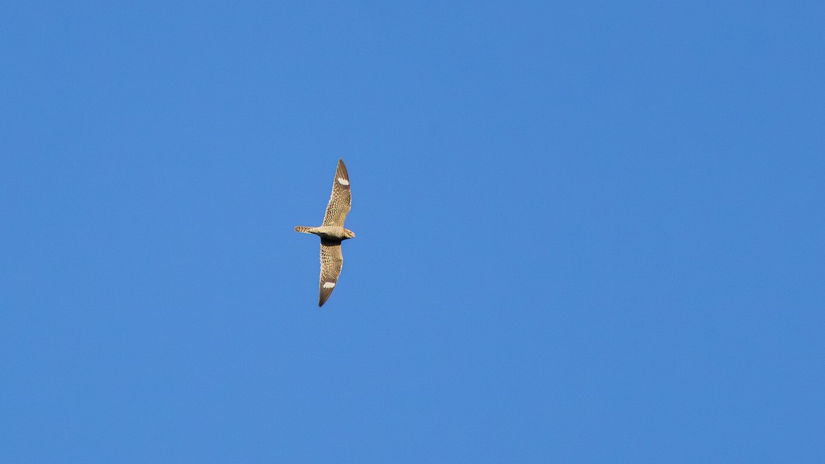 Common Nighthawk - ML641001750