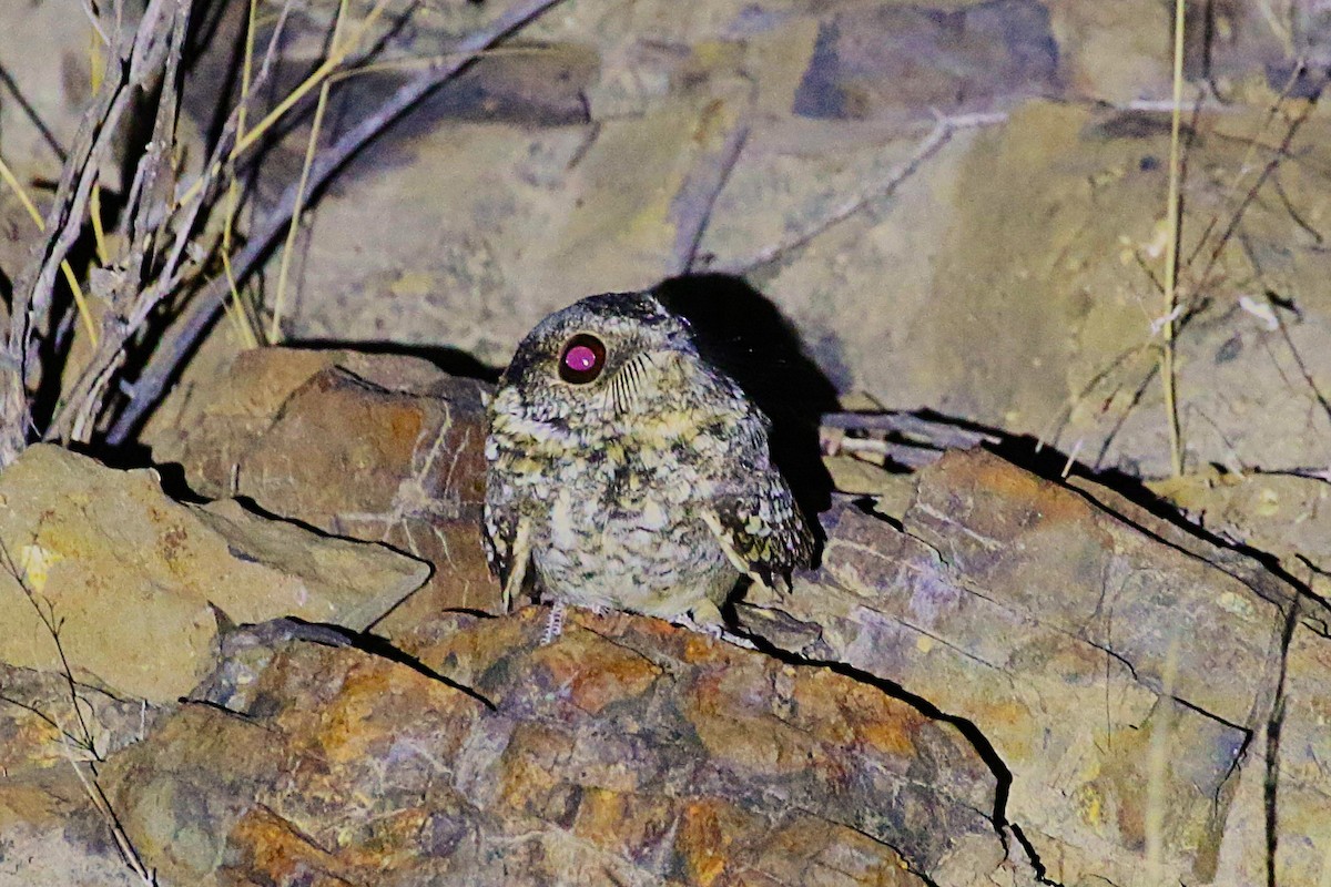Tschudi's Nightjar - ML641001752