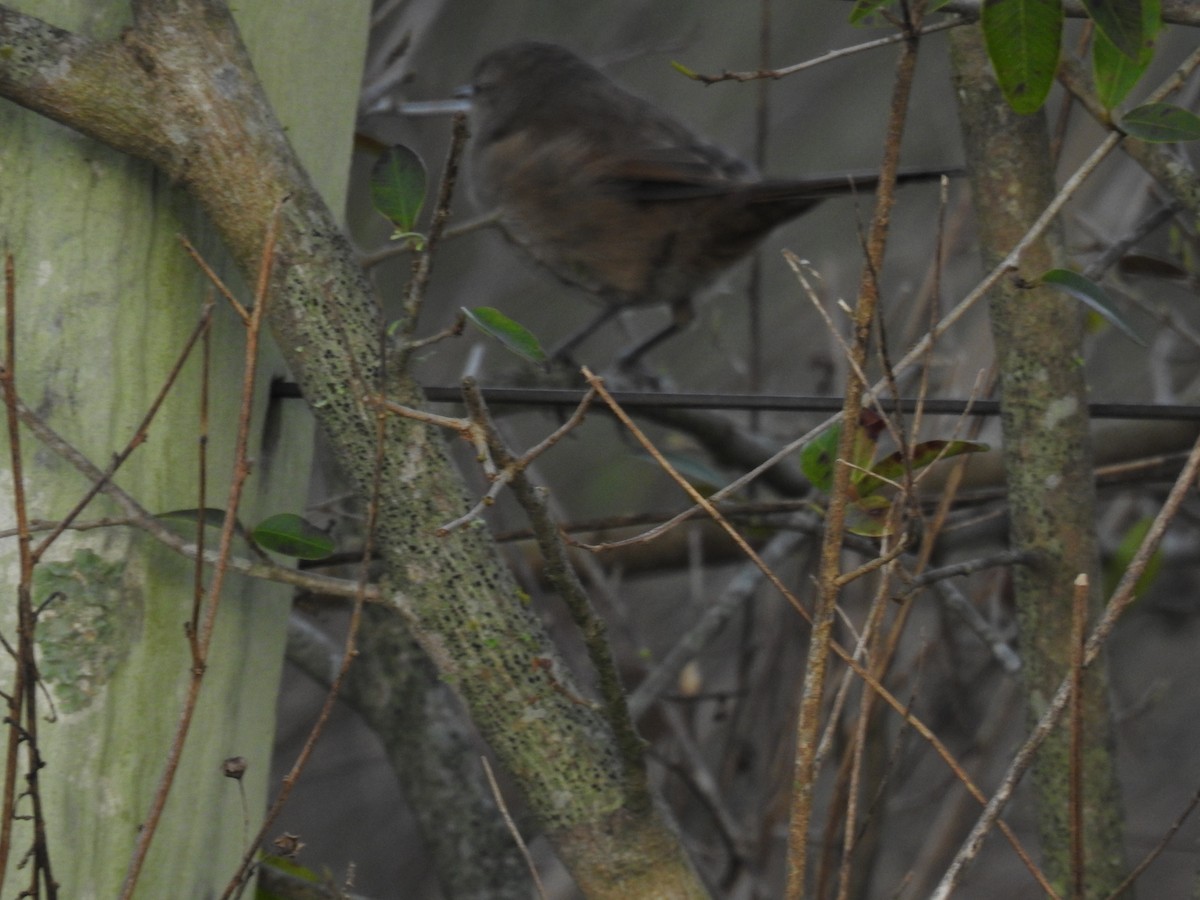 Sharp-billed Canastero - ML641001753