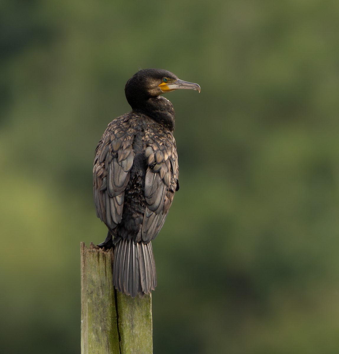 Great Cormorant - ML641001764