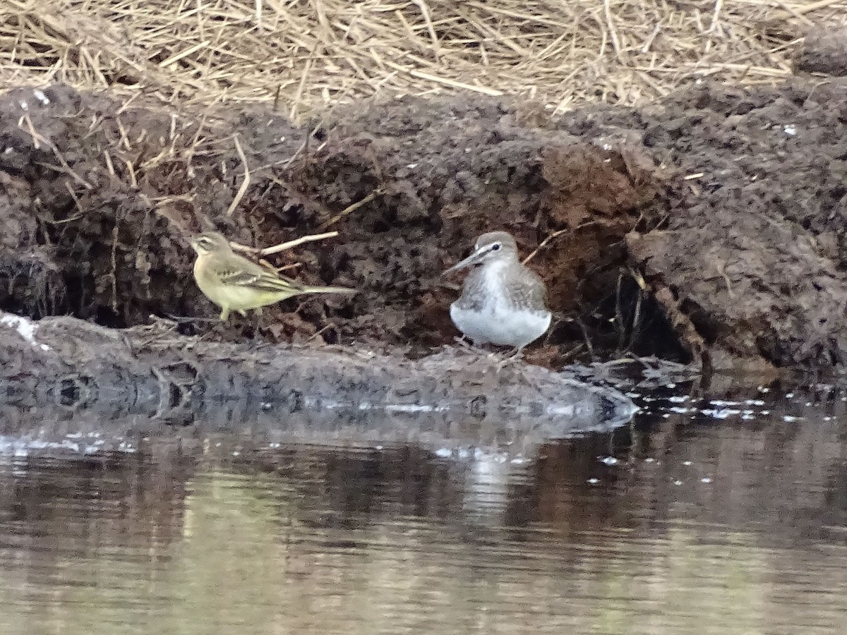 白腰草鷸 - ML641001769