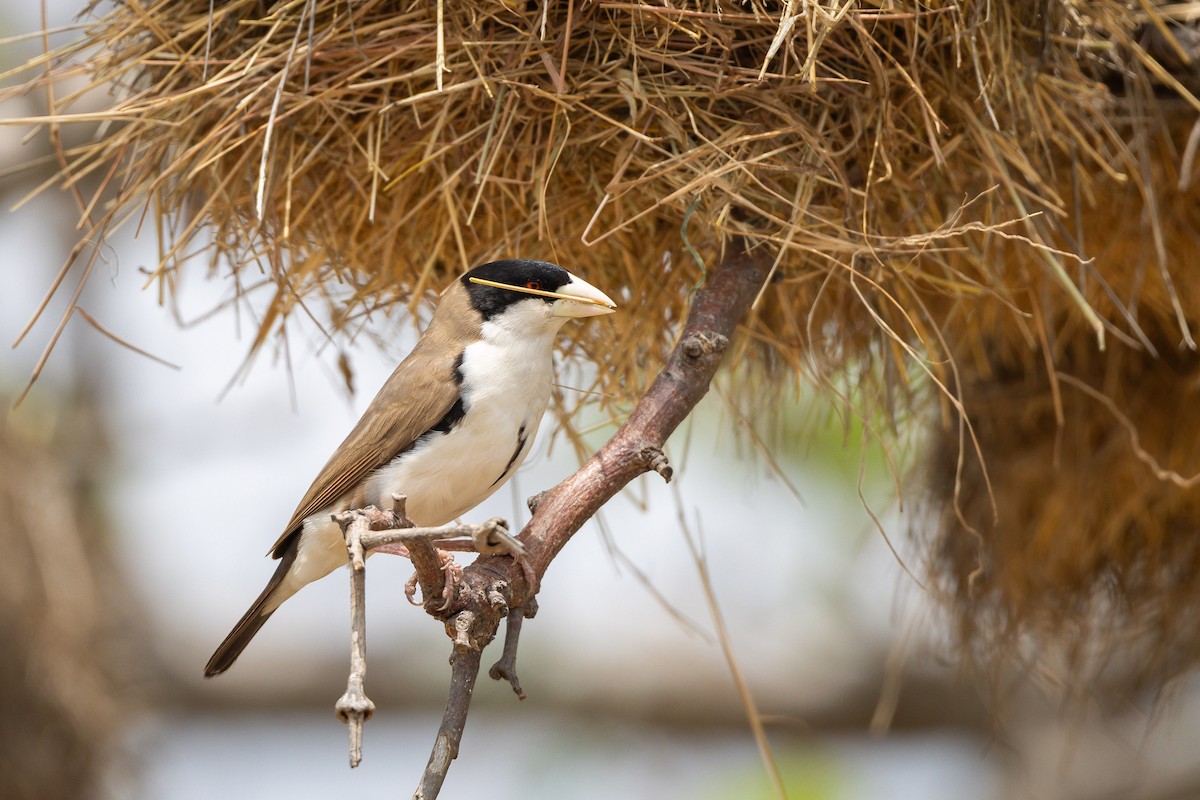 Black-capped Social-Weaver - ML641001775