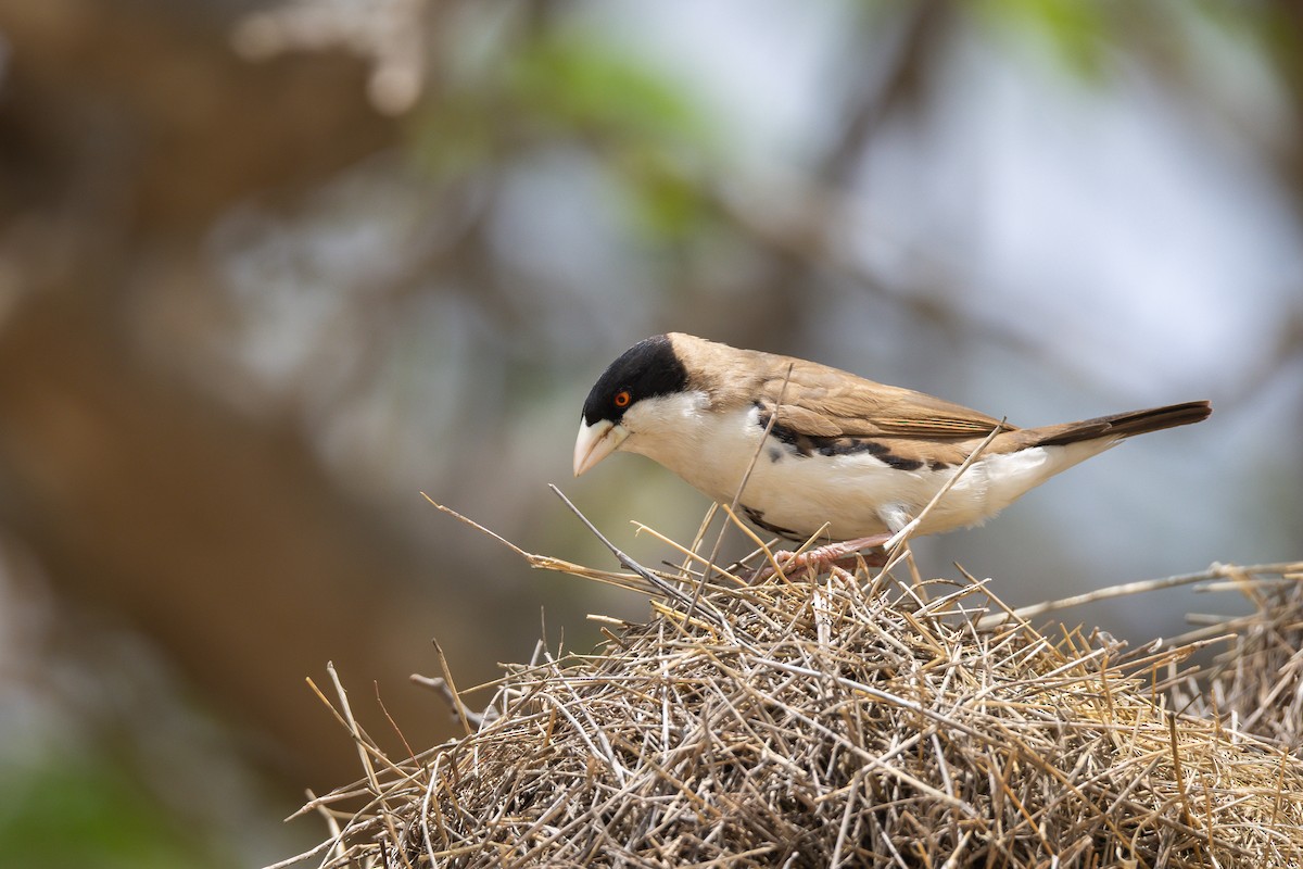 Black-capped Social-Weaver - ML641001776