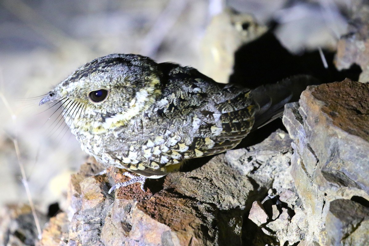 Tschudi's Nightjar - ML641001787
