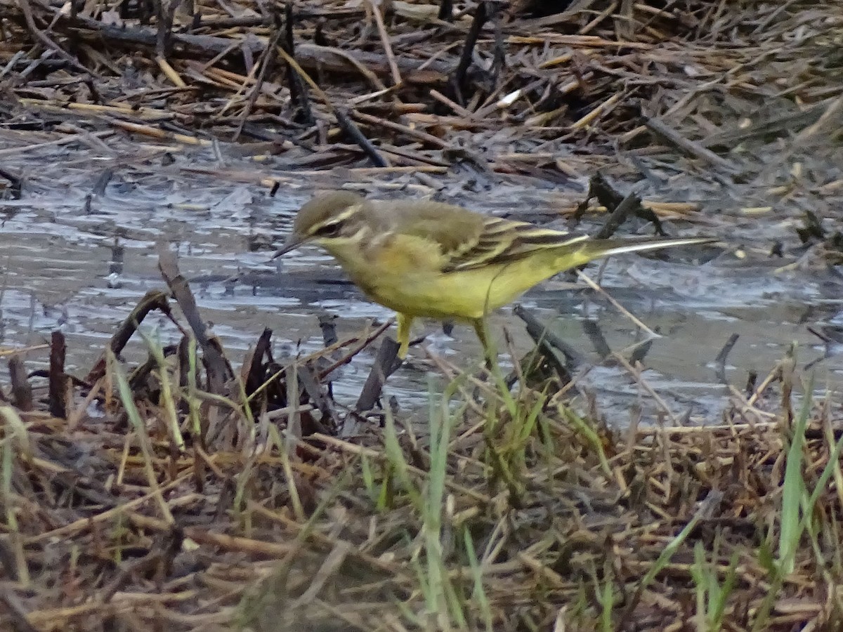 西方黃鶺鴒 - ML641001793