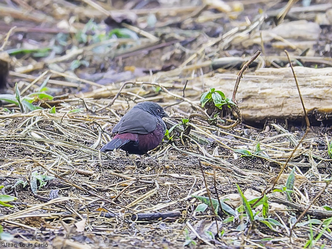 African Firefinch - ML641001794