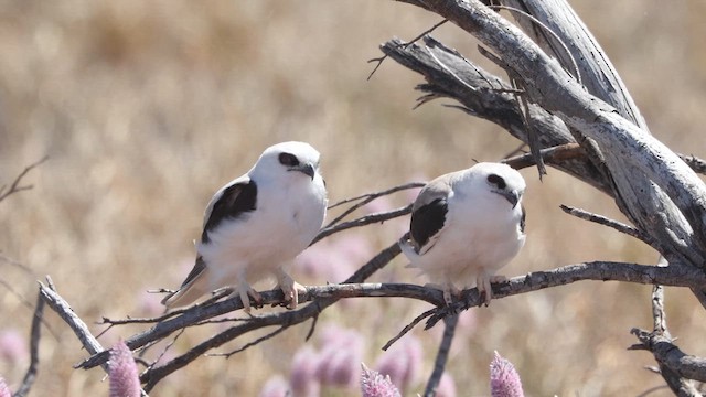 Letter-winged Kite - ML641001898