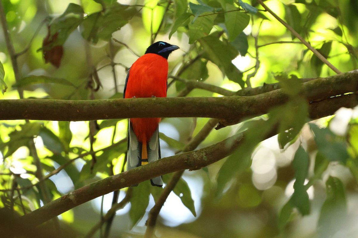 Rotbürzeltrogon - ML641001971