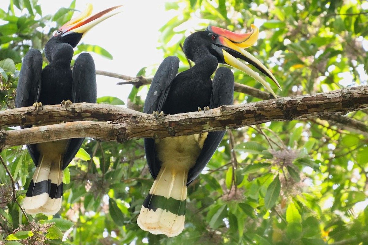 Rhinoceros Hornbill - ML641001973