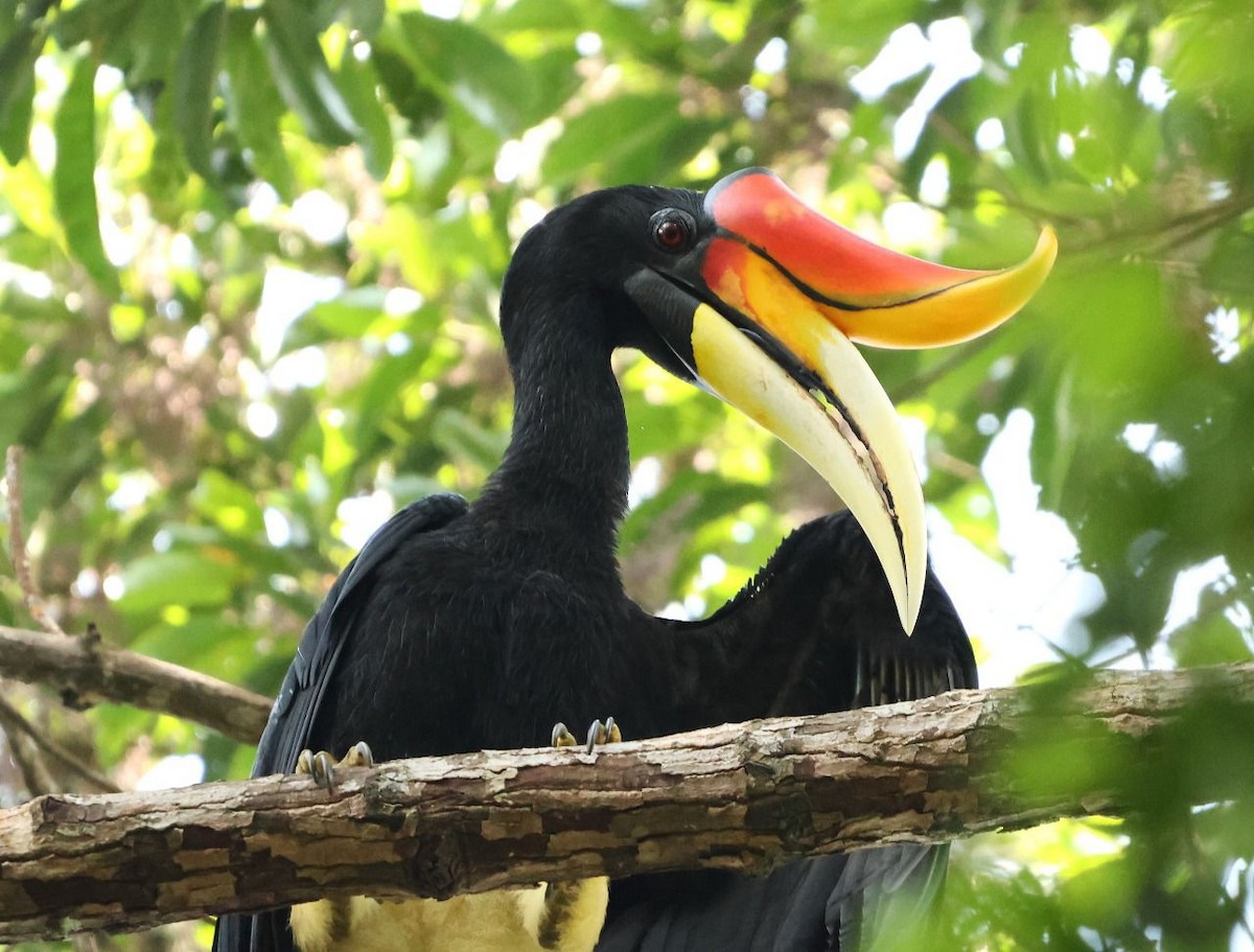 Rhinoceros Hornbill - ML641001974