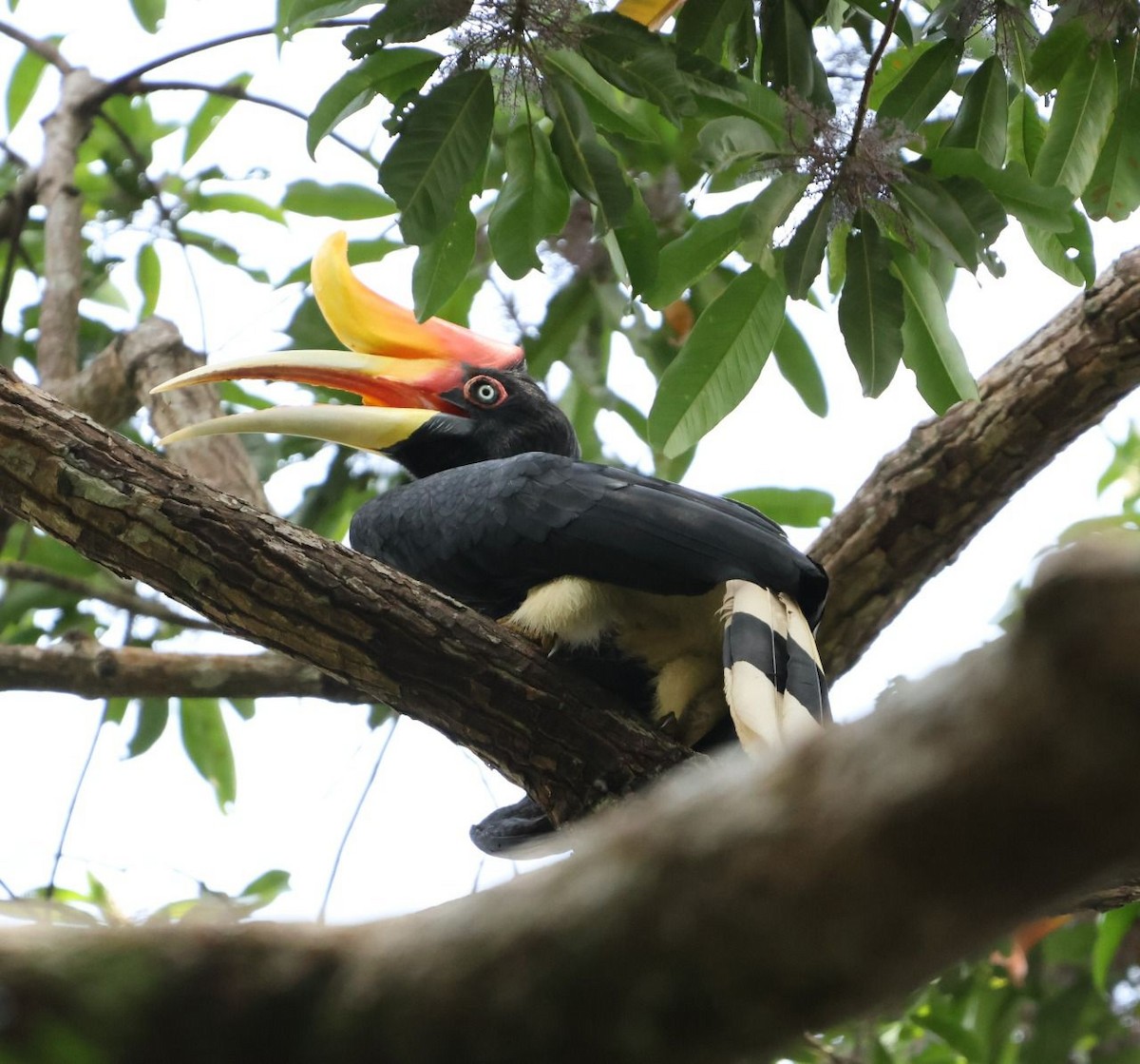 Rhinoceros Hornbill - ML641001975