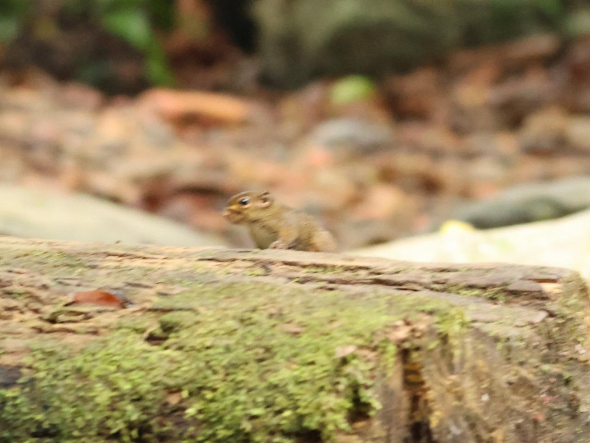 Animals - ML641002005