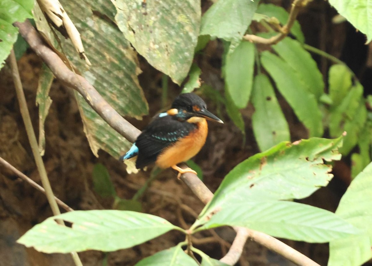 Malaysian Blue-banded Kingfisher - ML641002012