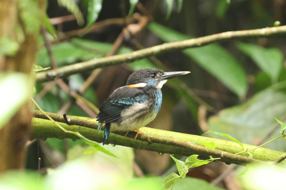 Malaysian Blue-banded Kingfisher - ML641002013