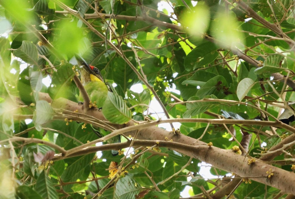 Gold-whiskered Barbet - ML641002018