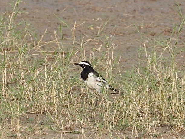 White-browed Wagtail - ML641002022