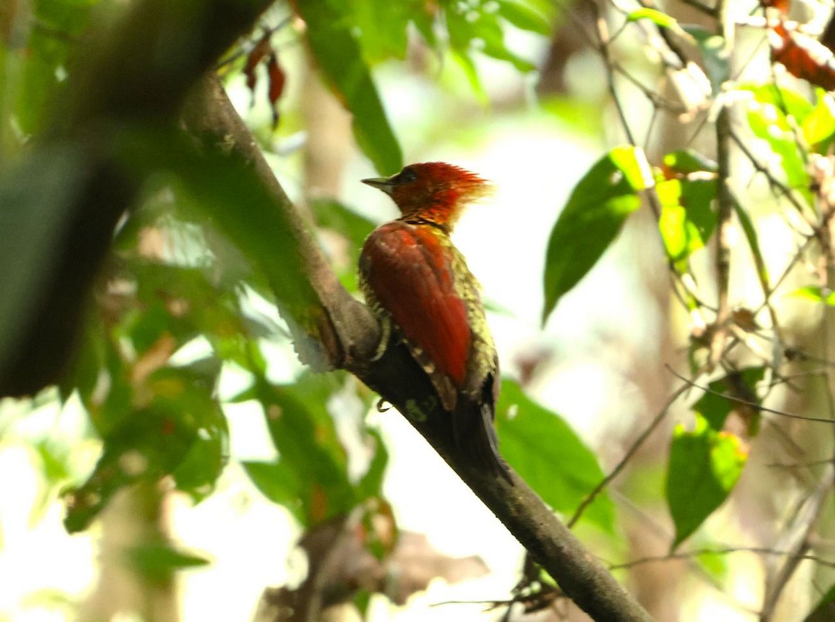 Banded Woodpecker - ML641002026