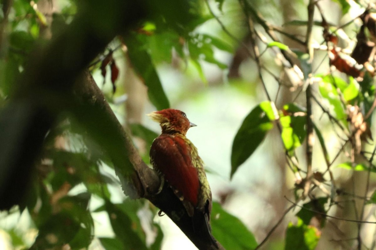 Banded Woodpecker - ML641002027