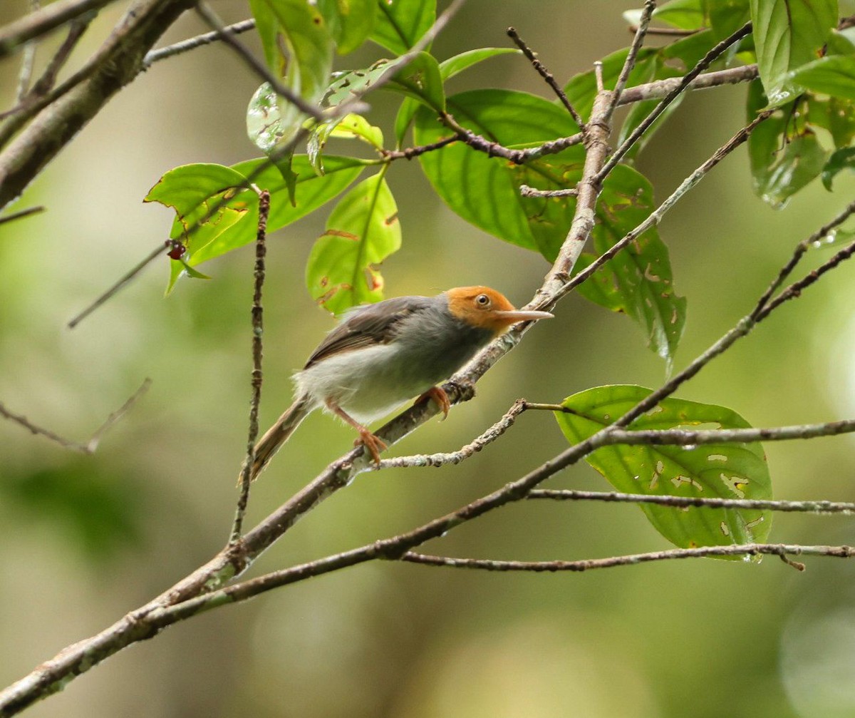 Ashy Tailorbird - ML641002029