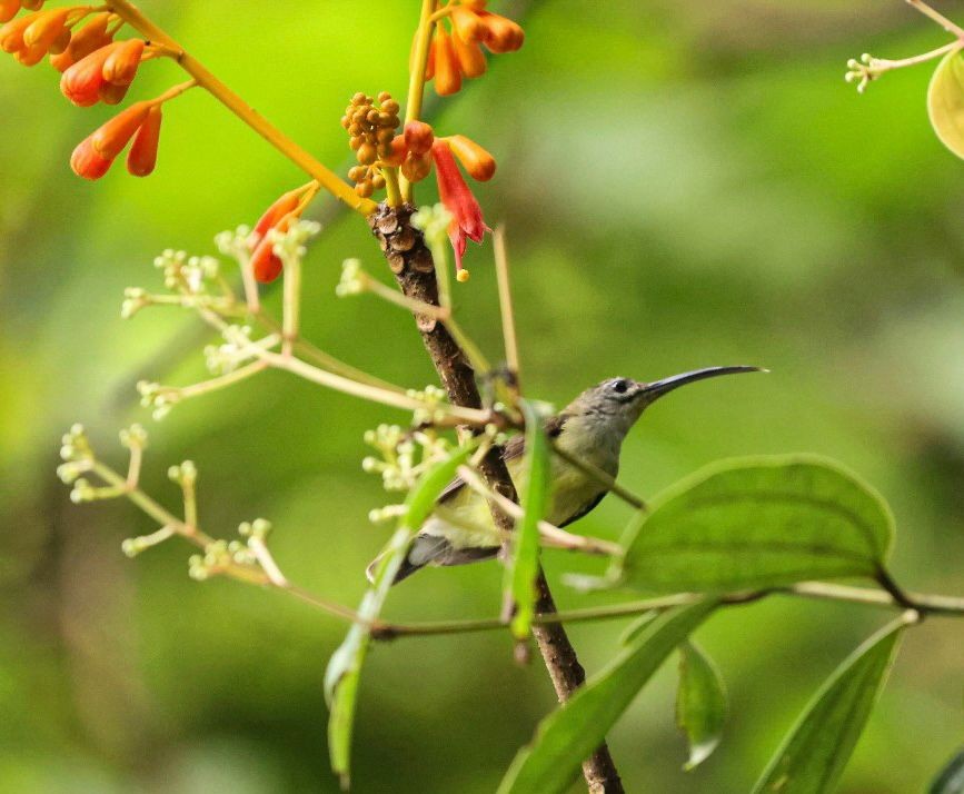 Little Spiderhunter - ML641002042