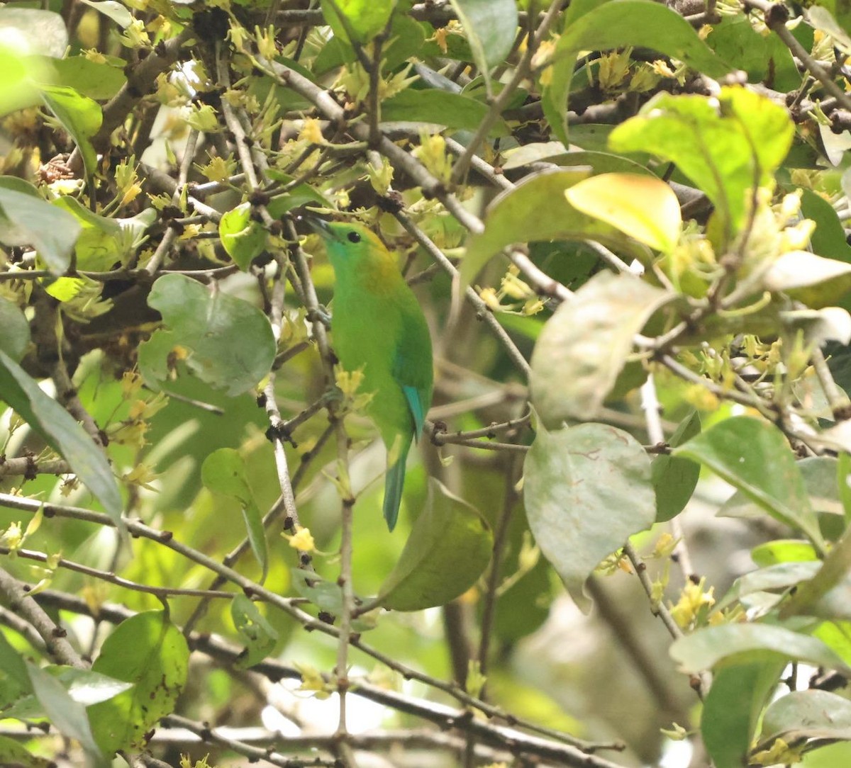 Blue-winged Leafbird - ML641002062