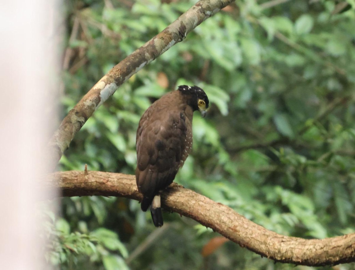 Crested Serpent-Eagle - ML641002068