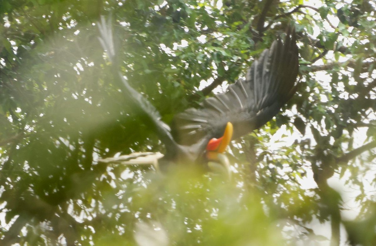 Rhinoceros Hornbill - ML641002069