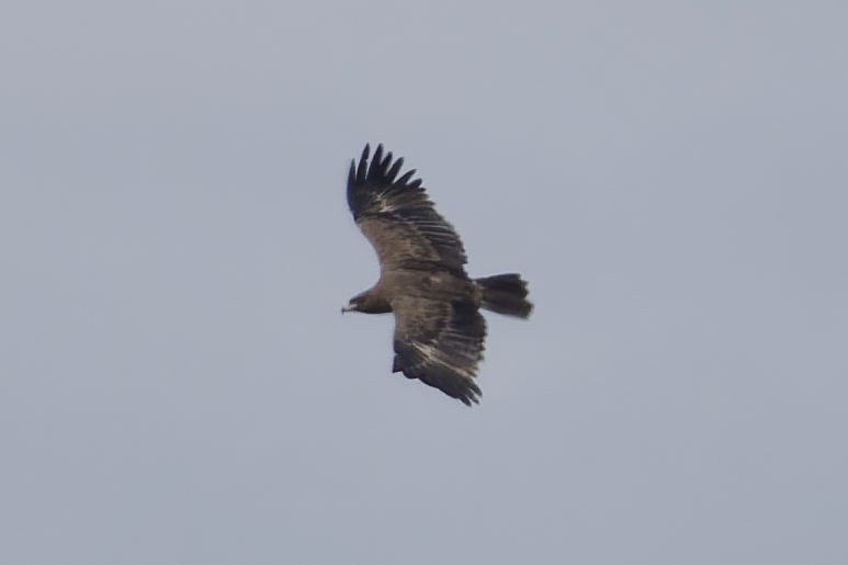 Lesser Spotted Eagle - ML641002073