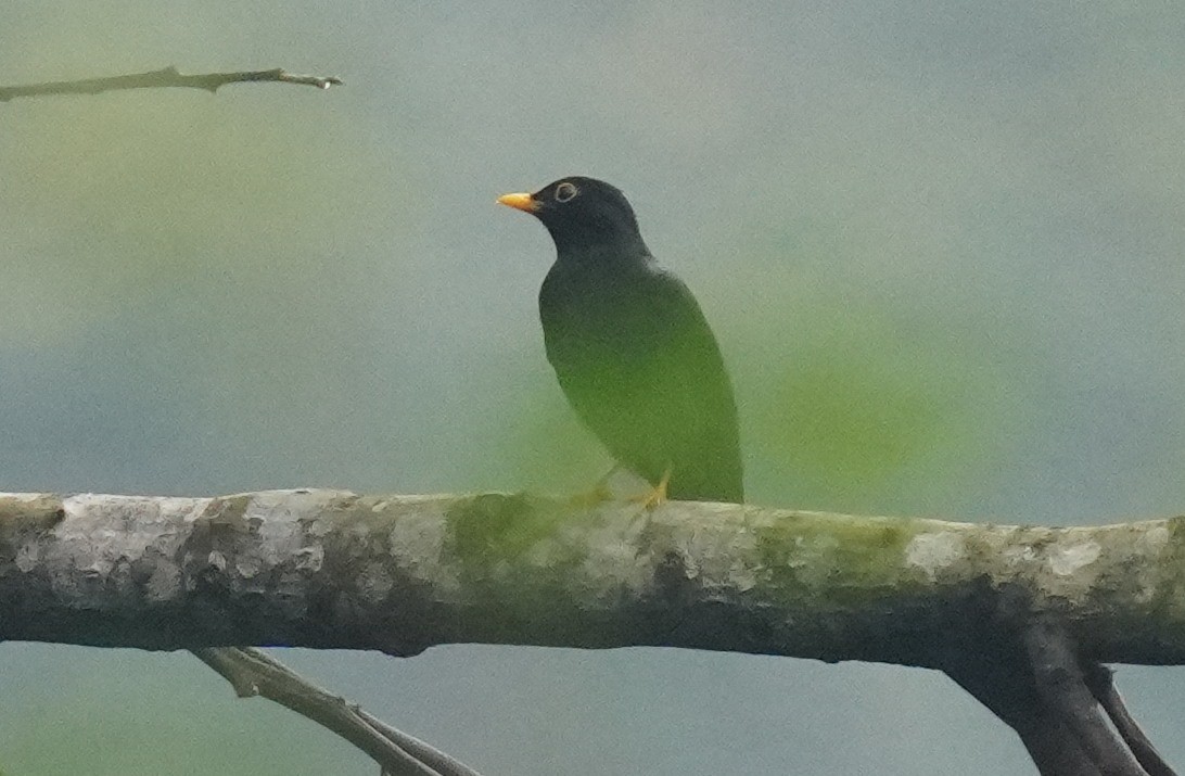 Yellow-legged Thrush - ML641002079