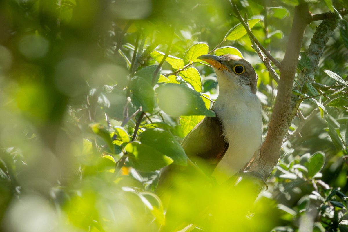 Yellow-billed Cuckoo - ML641002098